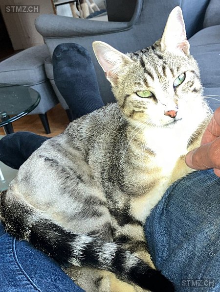 Bailey — Hauskatze ♂, Vermisst seit 09.02.2026, Zunzgen (BL)