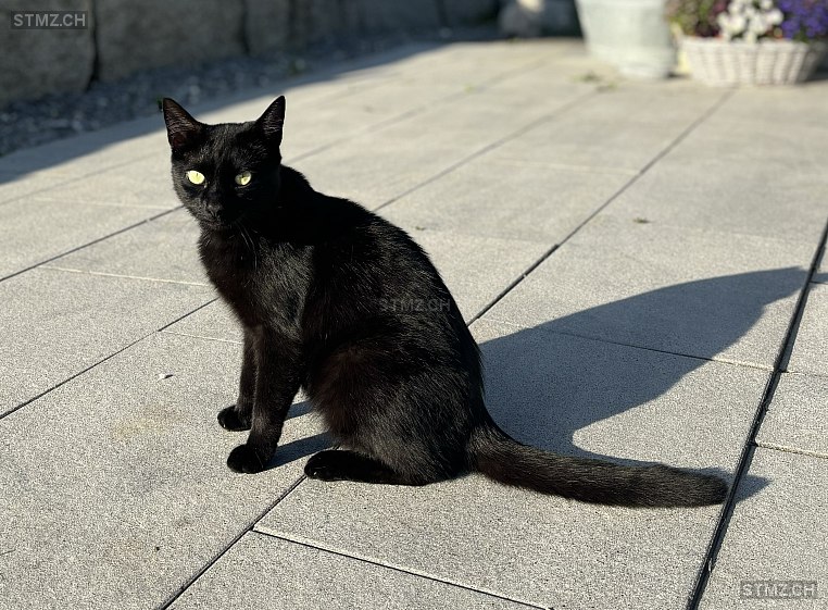 Blacky — Hauskatze ♂, Vermisst seit 20.12.2025, Willisdorf (TG)