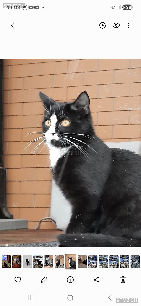 Penny — Hauskatze ♀, Vermisst seit 25.11.2022, Mülenen (BE)