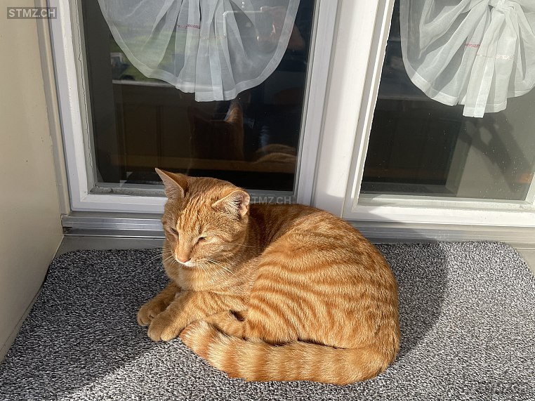 Hugo — Hauskatze ♂, Vermisst seit 13.02.2026, Emmenbrücke (LU)