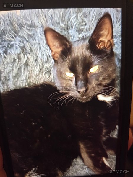 Filou — Hauskatze ♂, Vermisst seit 30.01.2026, Wil SG (SG)