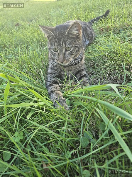 Chase — Hauskatze ♂, Vermisst seit 11.02.2026, Baden (AG)