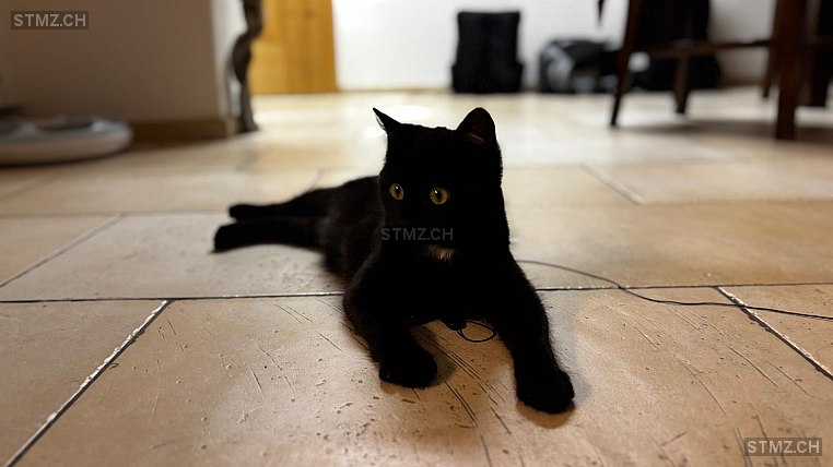 Kali — Hauskatze ♀, Vermisst seit 14.02.2026, Küblis (GR)