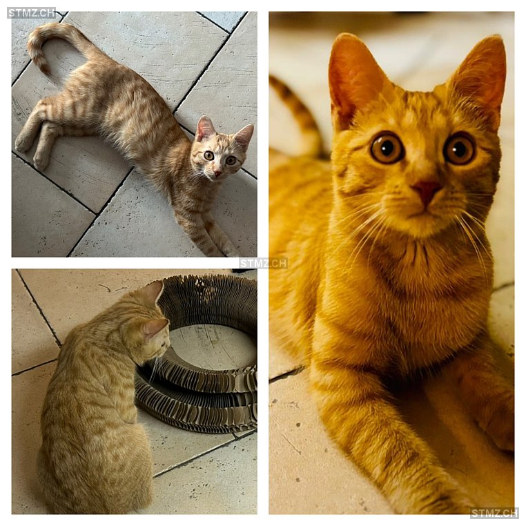 Loki — Hauskatze ♂, Vermisst seit 14.02.2026, Küblis (GR)