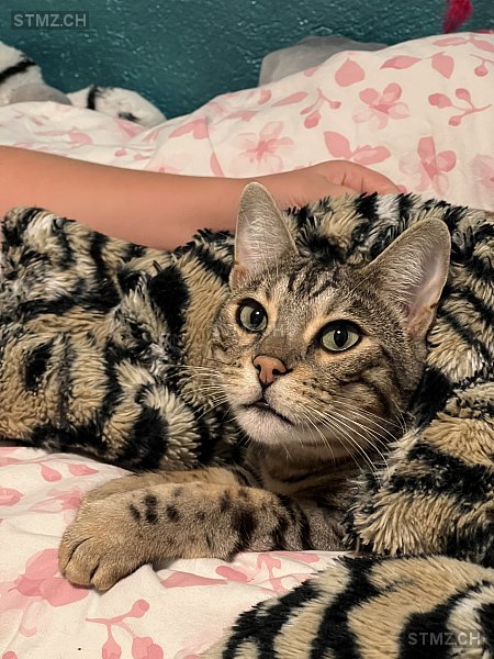 Lucky — Bengalen ♂, Vermisst seit 13.02.2026, Büsingen (SH)