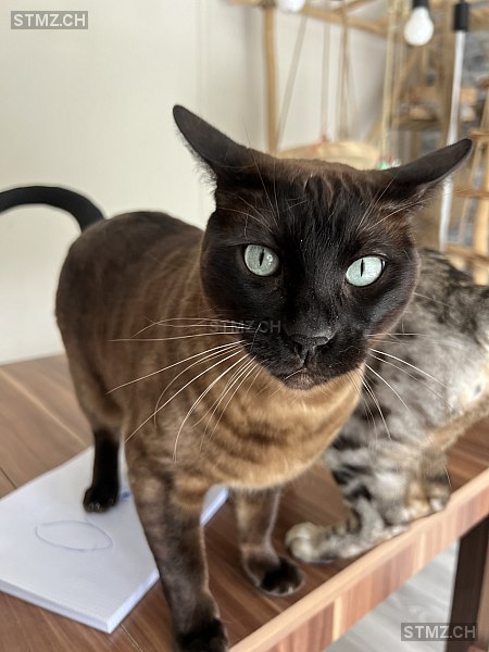 Simba — Bengalen ♂, Vermisst seit 13.02.2026, Büsingen (SH)