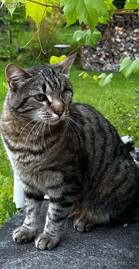 Stella — Hauskatze ♀, Vermisst seit 12.02.2026, Luzern (LU)