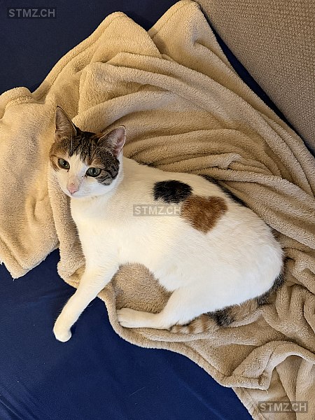 Rya — Katze ♀, Vermisst seit 15.02.2026, Uster (ZH)