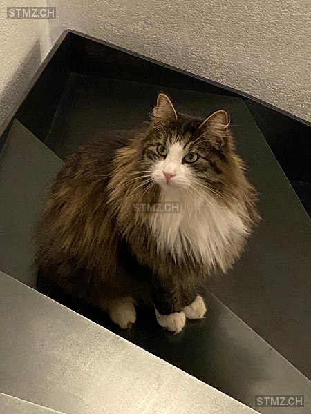 Urano — Hauskatze ♂, Vermisst seit 13.02.2026, Heimenschwand (BE)