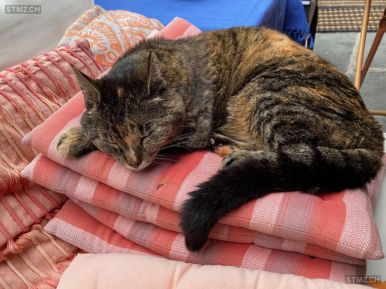 Lillo — Hauskatze ♀, Vermisst seit 13.02.2026, Suhr (AG)