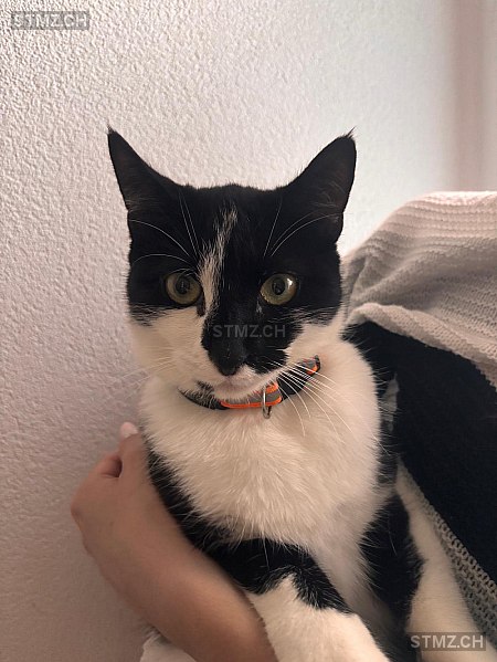 Zouky — Hauskatze ♂, Vermisst seit 25.12.2025, Payerne (VD)
