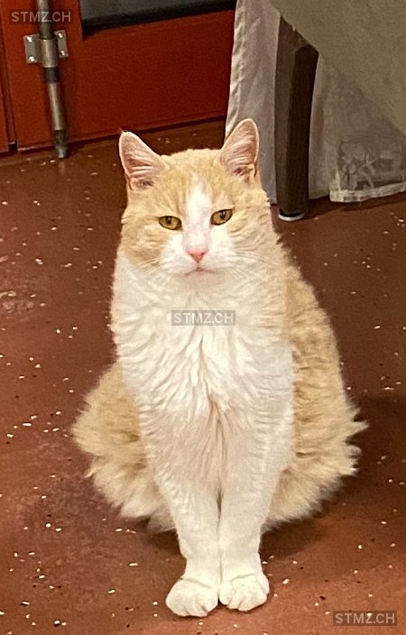 Bruni — Hauskatze ♂, Vermisst seit 11.02.2026, Tobel (TG)