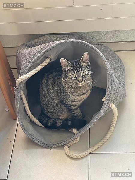 Sunny — Hauskatze ♀, Vermisst seit 14.02.2026, Winterthur (ZH)