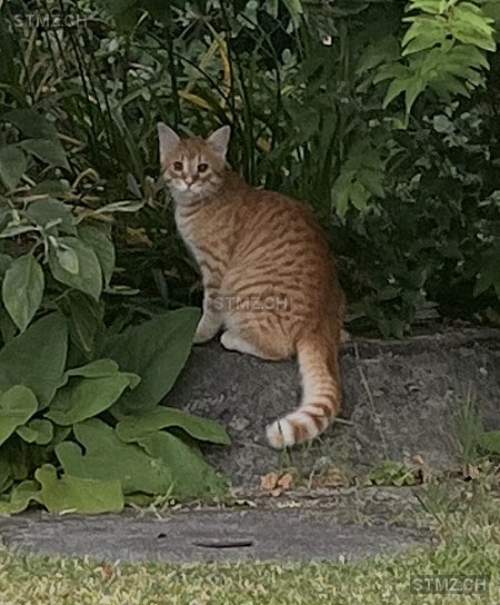 Nacho — Hauskatze ♂, Vermisst seit 18.02.2026, Frick (AG)