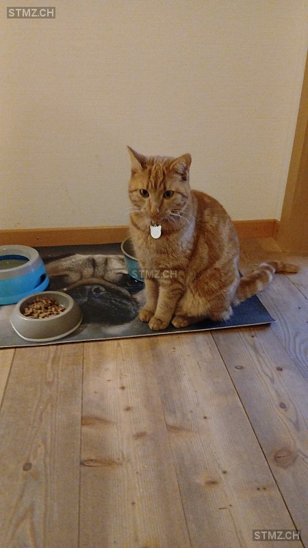 Naya — Hauskatze ♀, Vermisst seit 01.02.2026, Herisau (AR)