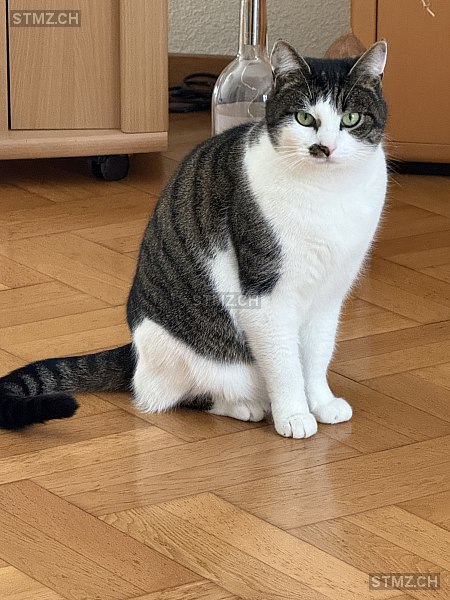 Findus — Hauskatze ♂, Vermisst seit 04.02.2026, Münsterlingen (TG)