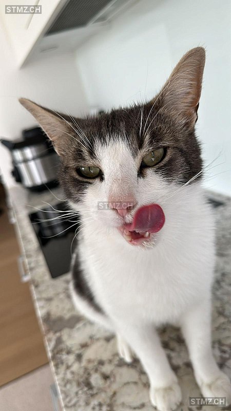 Muffin — Hauskatze ♂, Vermisst seit 24.09.2024, Dottikon (AG)