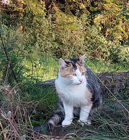 Mira — Hauskatze ♀, Vermisst seit 15.02.2026, Malters (LU)