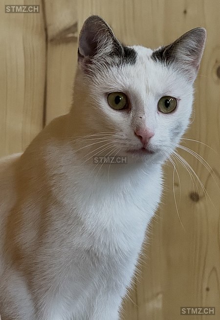 Schnee — Hauskatze ♀, Vermisst seit 13.02.2026, Oberägeri (ZG)