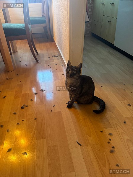 Nemo — Hauskatze ♂, Vermisst seit 01.02.2026, Muttenz (BL)