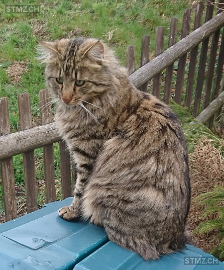 Lio — Hauskatze ♂, Vermisst seit 04.02.2026, Ruschein (GR)