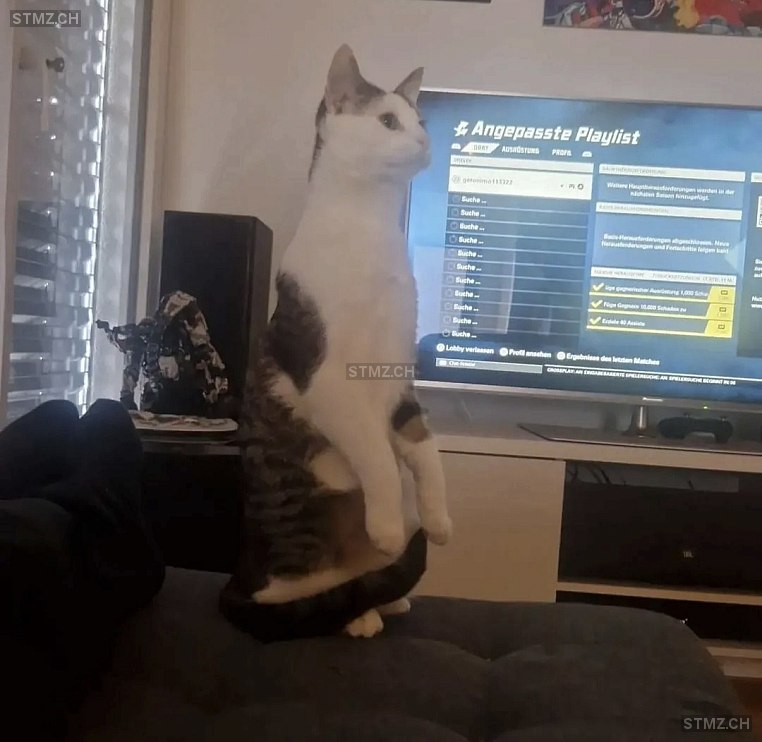 Chopper — Katze ♂, Vermisst seit 18.02.2026, Oberuzwil (SG)