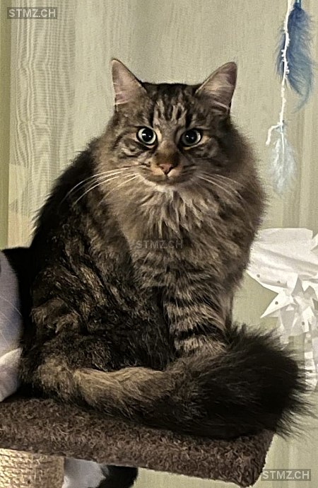 Miro — Hauskatze ♀, Vermisst seit 19.12.2025, Sevelen (SG)