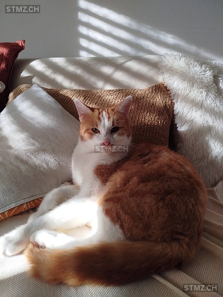 Fougère — Hauskatze ♂, Vermisst seit 17.02.2026, Villars-sur-Glâne (FR)