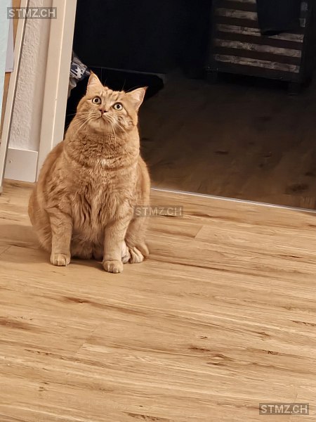 Nala — Hauskatze ♀, Vermisst seit 17.02.2026, Grenchen (SO)