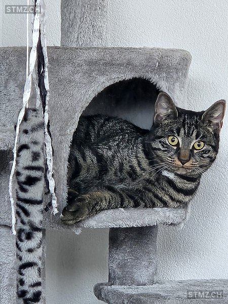 Nala — Hauskatze ♀, Vermisst seit 08.02.2026, Nohl (ZH)