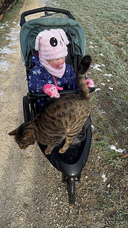 Aares — Bengalen ♂, Vermisst seit 14.02.2026, Balsthal (SO)