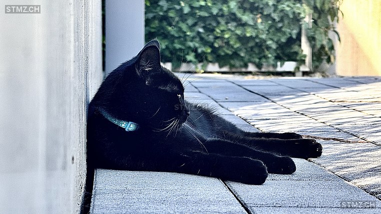 Salem — Hauskatze ♀, Vermisst seit 19.12.2025, Nyon (VD)