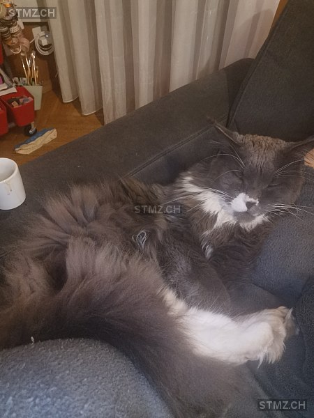 Grischa — Maine Coon ♀, Vermisst seit 19.02.2026, Gontenschwil (AG)