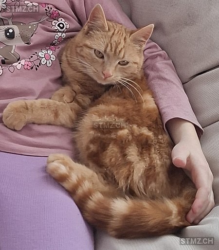 Buu — Hauskatze , Vermisst seit 18.02.2026, Unterrindal (SG)