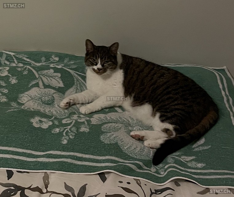 Minette — Hauskatze ♀, Vermisst seit 19.02.2026, Watt (ZH)