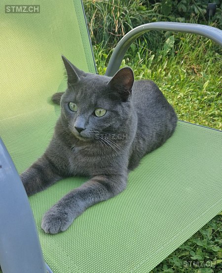 Molly — Hauskatze ♀, Vermisst seit 19.12.2025, Châtel-St-Denis (FR)