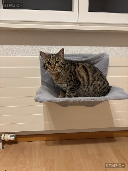 Fi — Hauskatze ♂, Vermisst seit 19.02.2026, St. Pantaleon (SO)