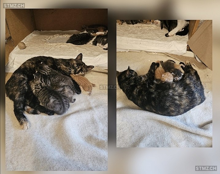 Enaya — Katze ♀, Vermisst seit 19.02.2026, Reinach BL (BL)