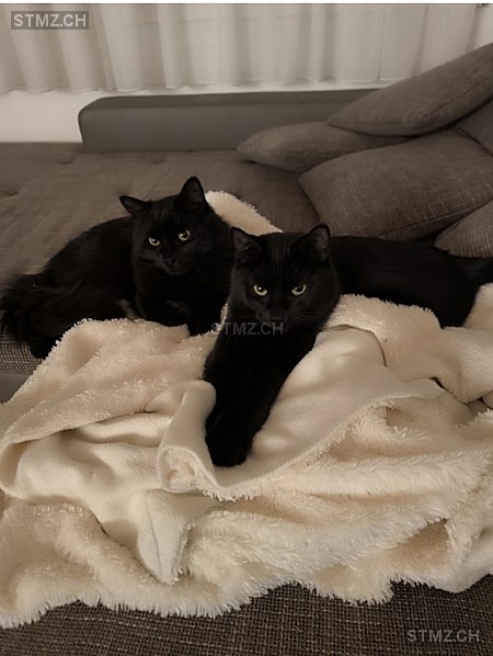 Nera — Hauskatze ♀, Vermisst seit 18.02.2026, Leibstadt (AG)