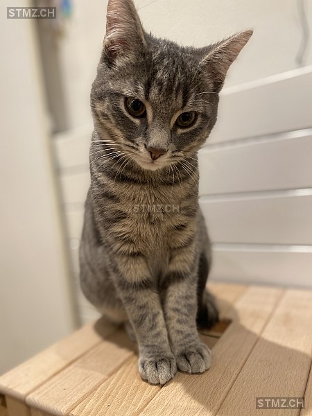 Michu — Hauskatze ♂, Vermisst seit 18.02.2026,  ()