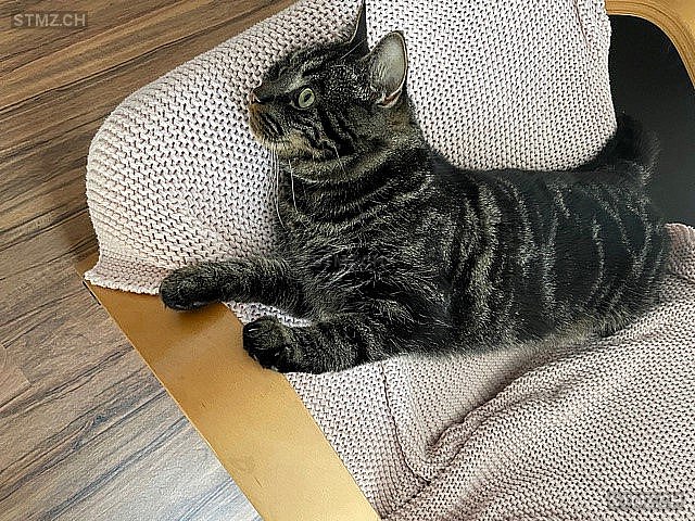 Leo — Hauskatze ♂, Vermisst seit 19.02.2026, Wittenbach (SG)