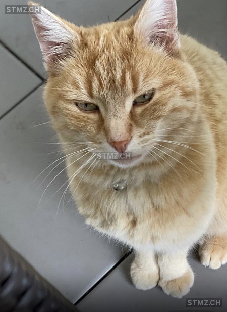 Milo — Hauskatze ♂, Vermisst seit 22.02.2026, Guntalingen (ZH)
