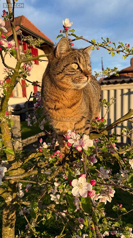 Joly / Jölu — Hauskatze ♂, Vermisst seit 20.02.2026, Aefligen (BE)