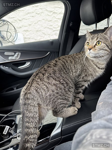 Miu — Hauskatze ♀, Vermisst seit 18.02.2026, Moosleerau (AG)