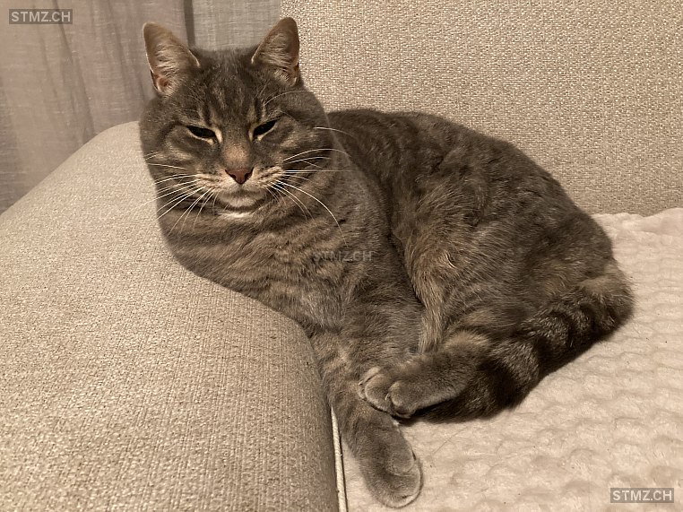 Gary — Hauskatze ♂, Vermisst seit 12.05.2023, Estavayer-le-Lac (FR)