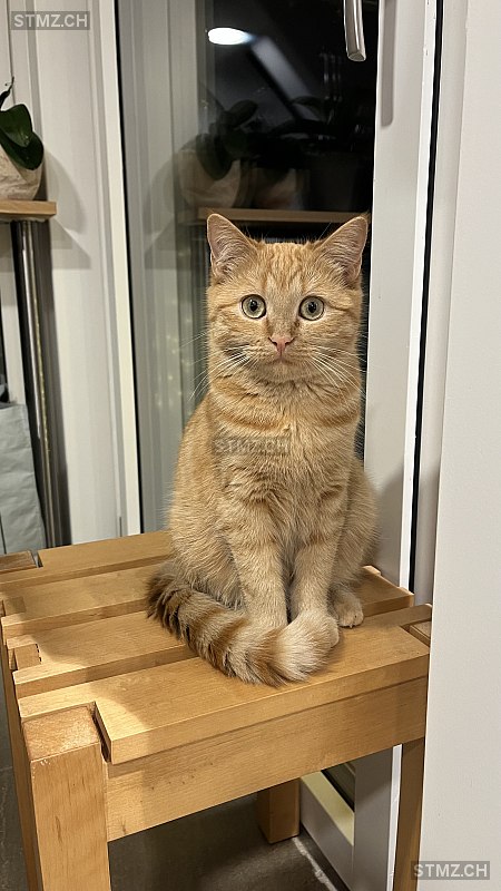 Nova — Hauskatze ♀, Vermisst seit 21.02.2026, Alten (ZH)