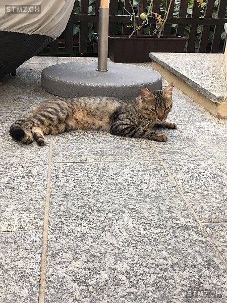 Gismo — Hauskatze ♂, Vermisst seit 01.05.2020, Basel (BS)