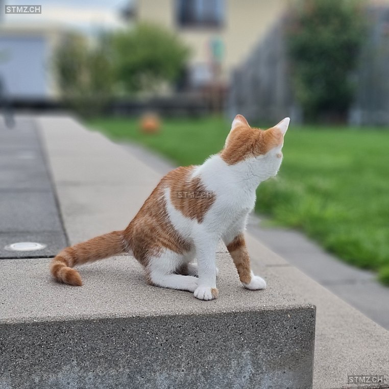 Buddy — Hauskatze ♂, Vermisst seit 19.02.2026, Roggwil BE (BE)