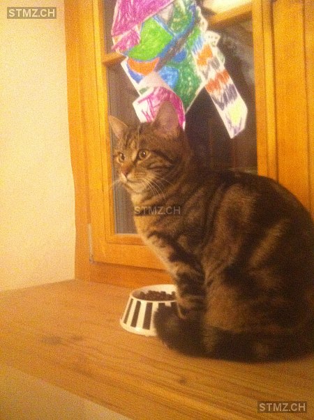 Coco — Hauskatze ♀, Vermisst seit 07.01.2025, Wohlenschwil (AG)