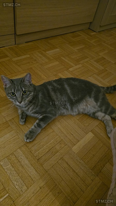 Mourka — Hauskatze ♀, Vermisst seit 23.02.2026, Le Grand-Saconnex (GE)